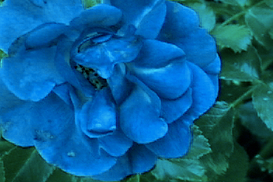 Blue Posy