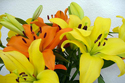 Lilies